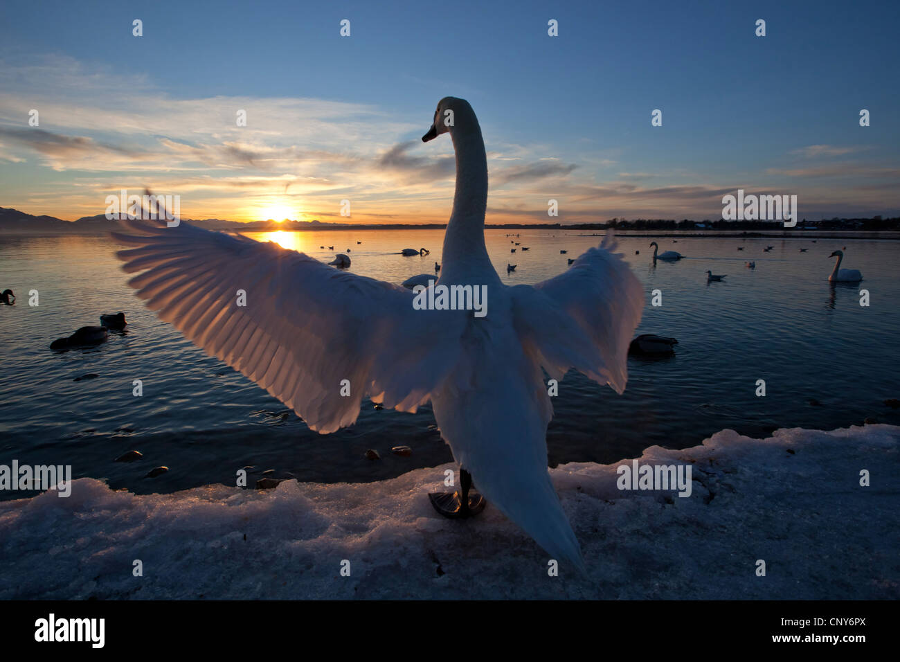 mute swan (Cygnus olor), flapping wings in the sunset, Germany, Bavaria, Lake Chiemsee Stock Photo