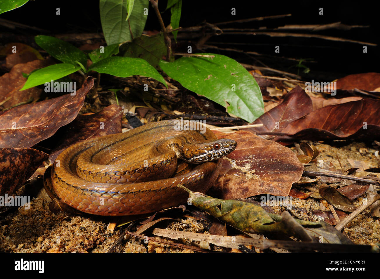 two-spotted snake, mottled-jaw spot-bellied snake (Coniophanes bipunctatus), lying on forest ground, Honduras, Roatan Stock Photo
