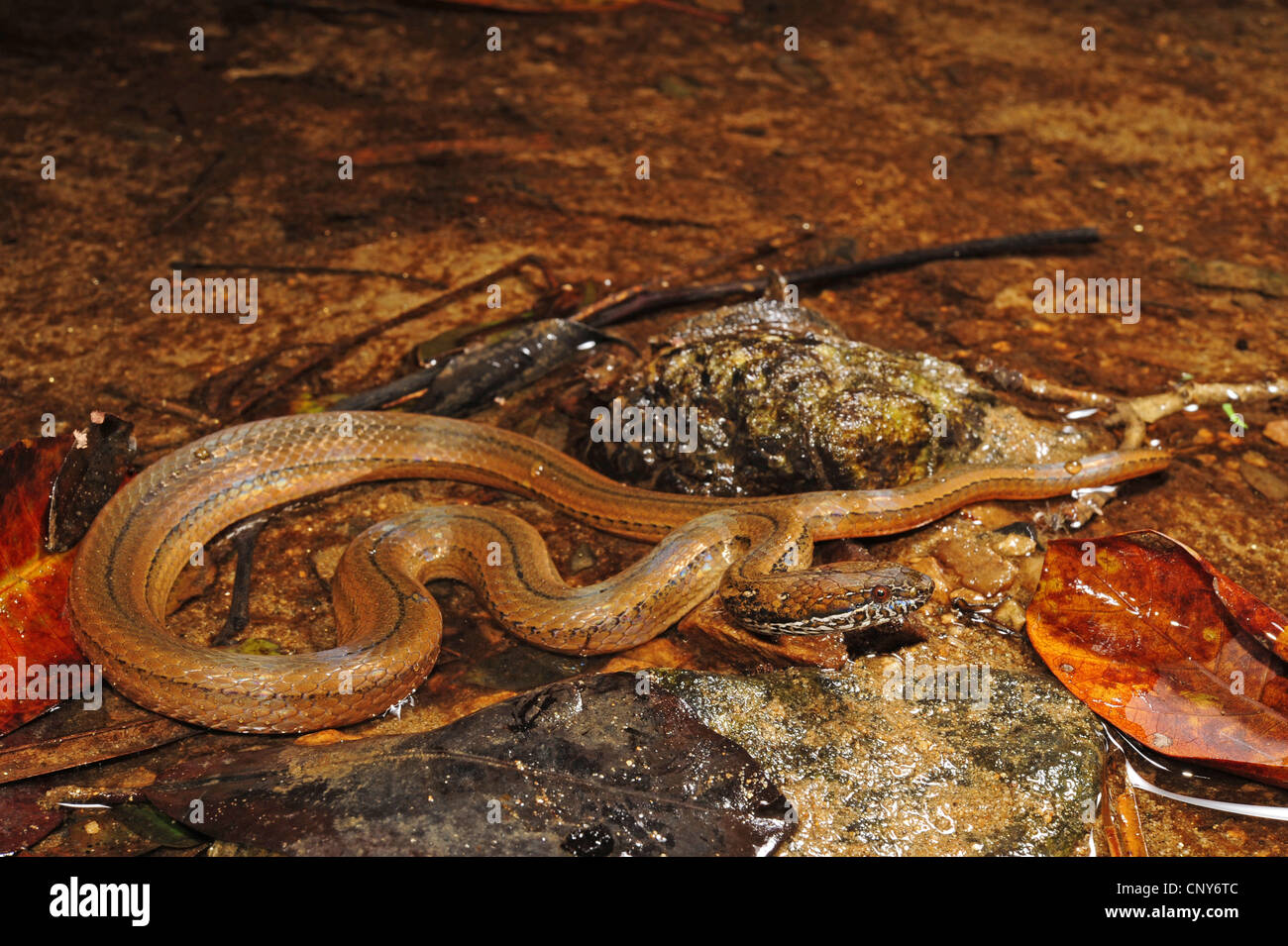 two-spotted snake, mottled-jaw spot-bellied snake (Coniophanes bipunctatus), lying in a shallow water, Honduras, Roatan Stock Photo