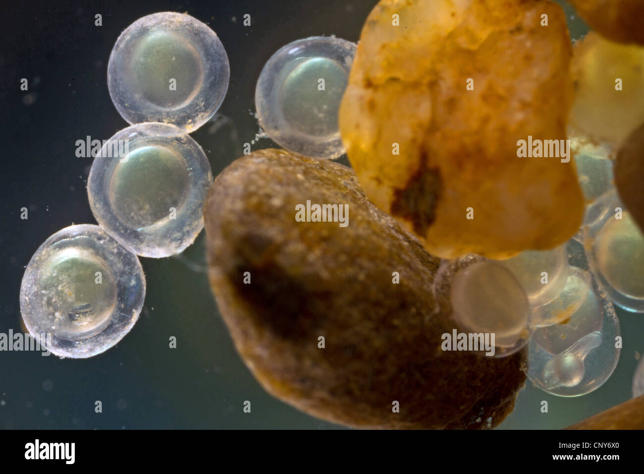 bleak (alburnus alburnus), eggs at pebble stones with beginning embryonic development, Germany, Bavaria, Lake Chiemsee Stock Photo