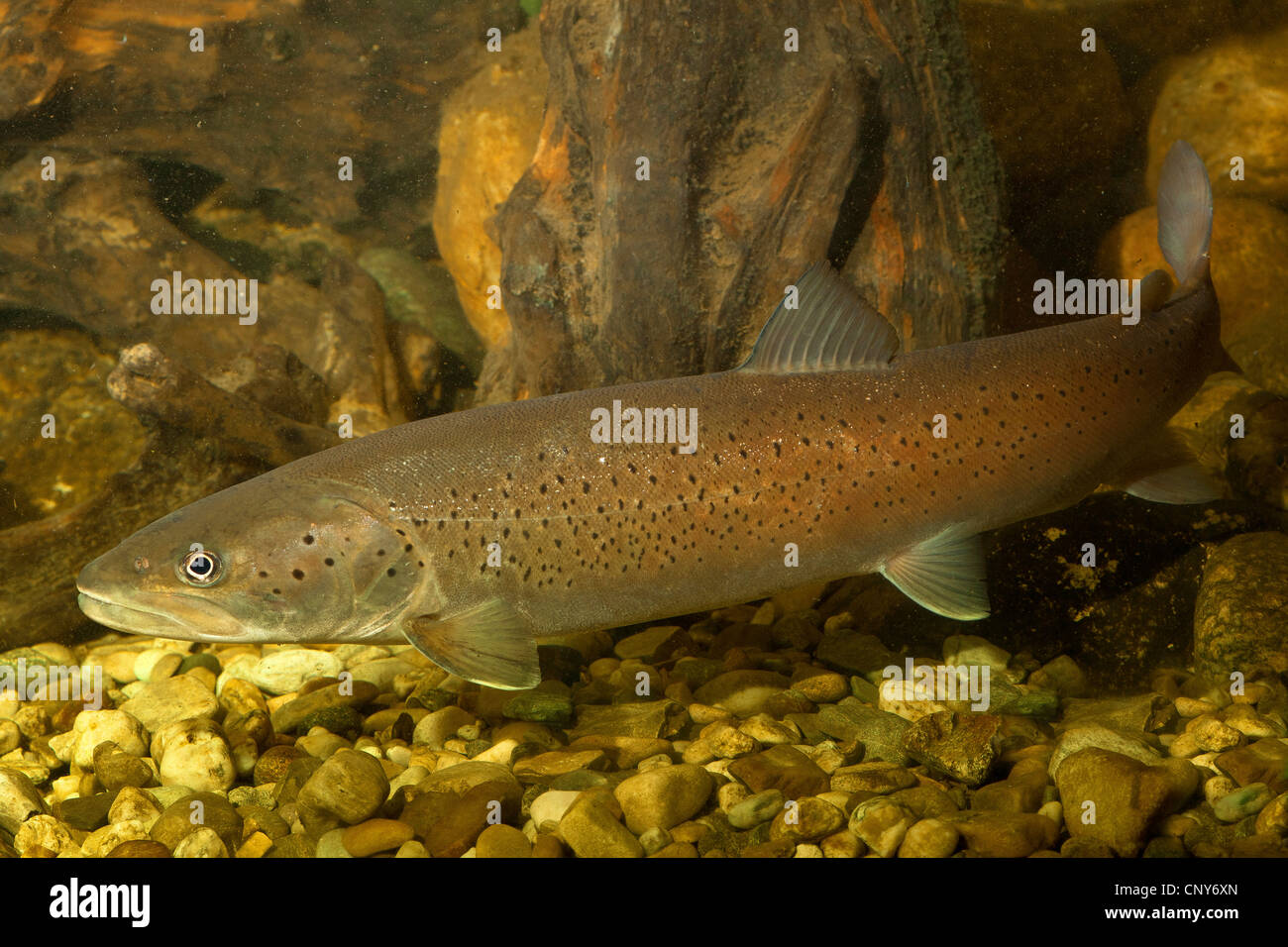 Danube salmon, huchen (Hucho hucho), spawner Stock Photo
