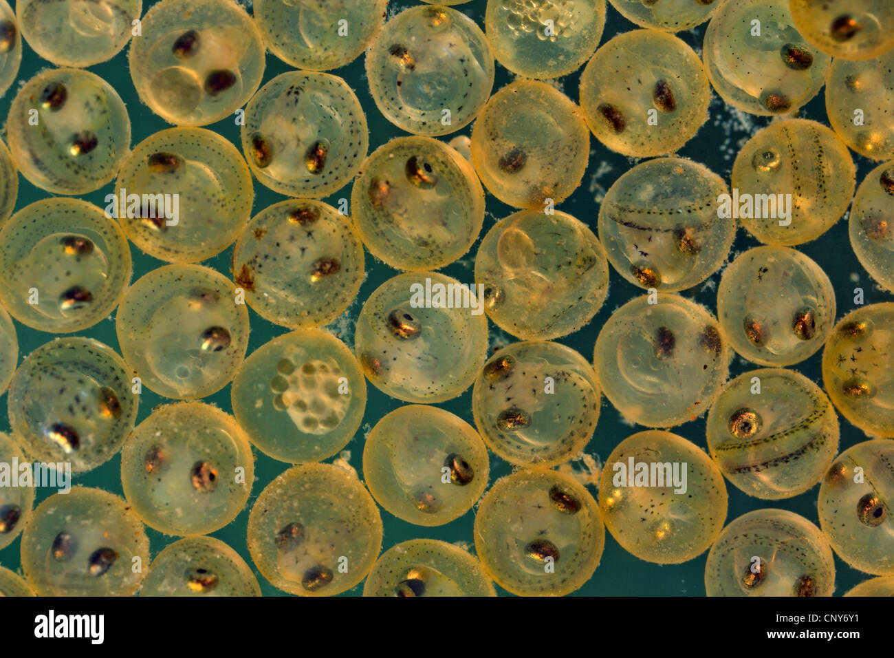 whitefishes, lake whitefishes (Coregonus spec.), eggs with the eyes
