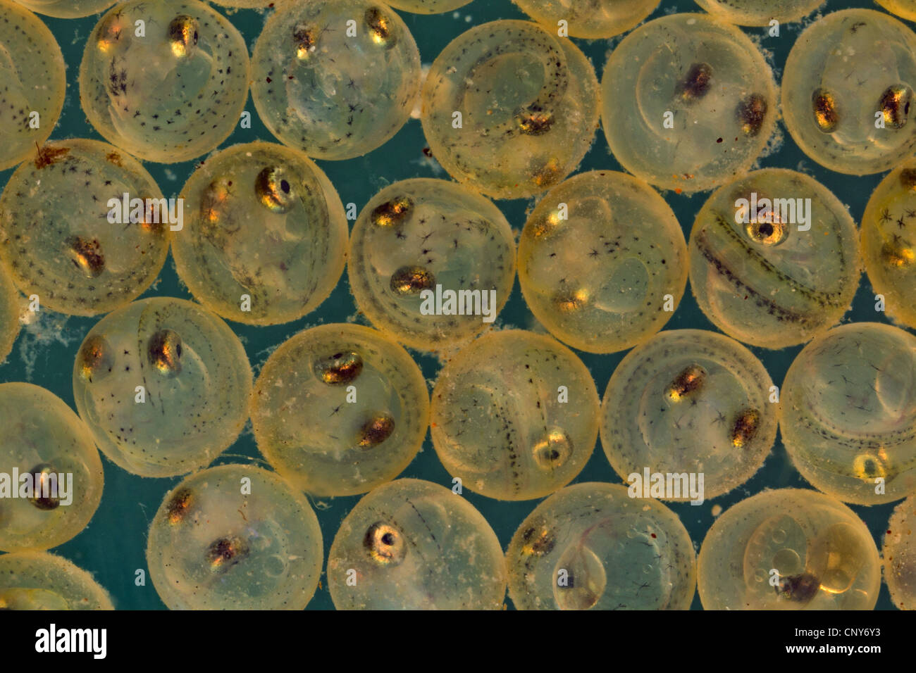 whitefishes, lake whitefishes (Coregonus spec.), eggs with the eyes already developed Stock Photo