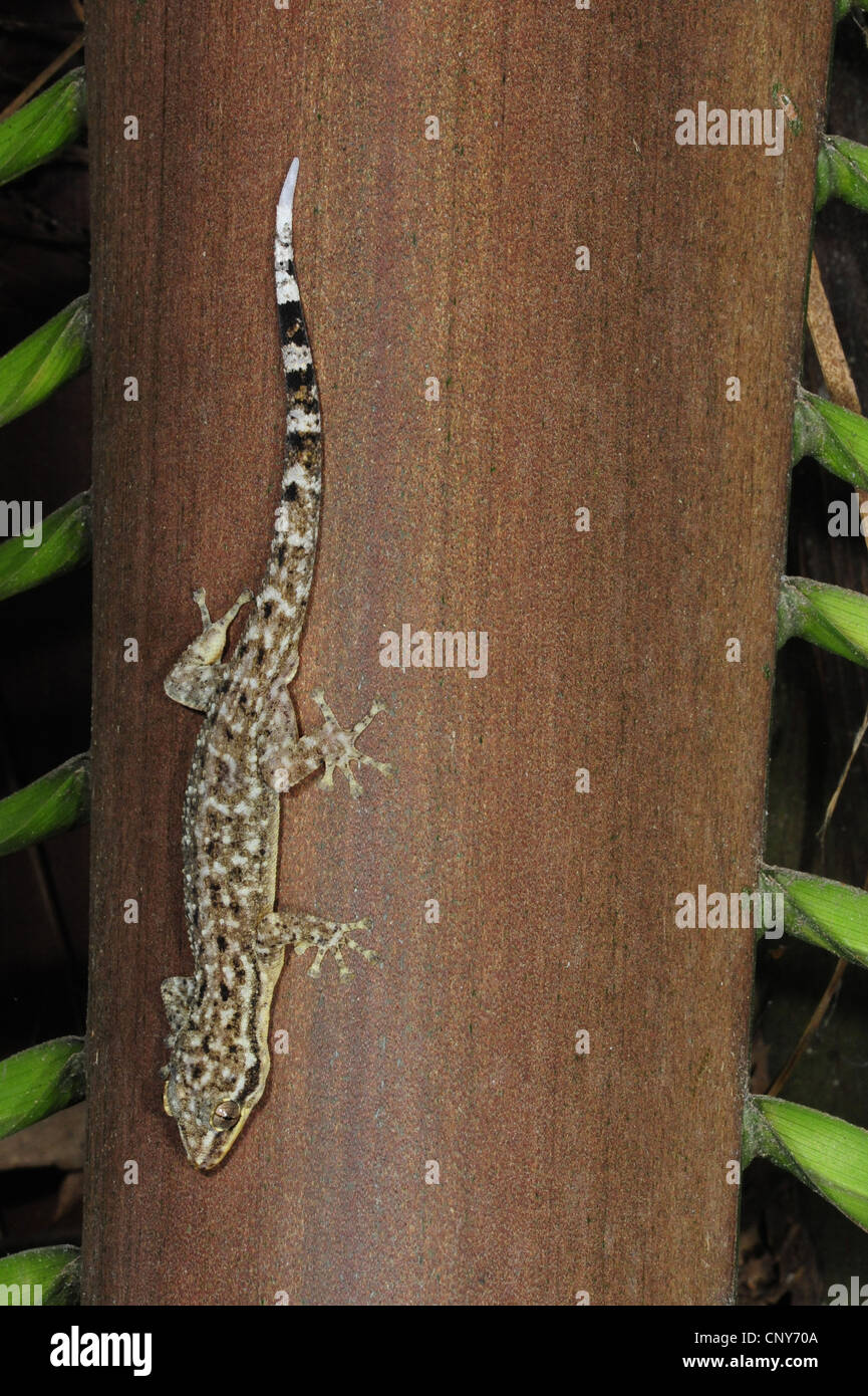 Honduras Leaf-toed Gecko   (Phyllodactylus palmeus), sitting at a tree trunk, Honduras, Roatan Stock Photo