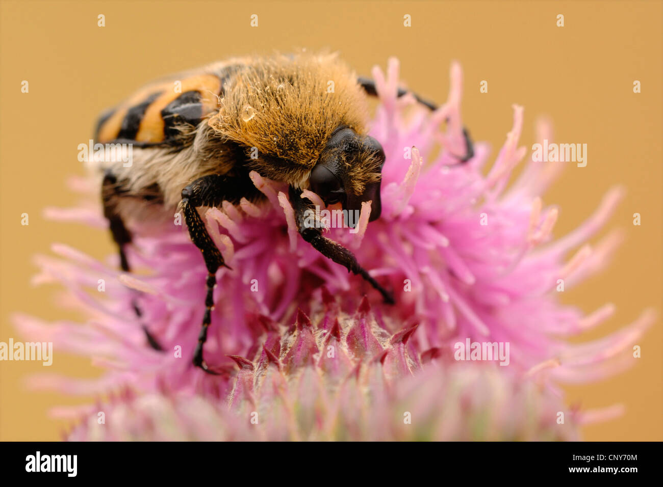 bee chafer, bee beetle (Trichius fasciatus), sitting on a thistle, Germany Stock Photo