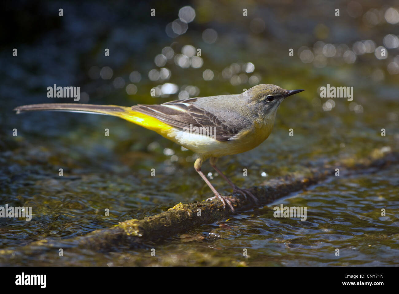 grey wagtail (Motacilla cinerea), female sitting on a branch over water, Germany, Bavaria Stock Photo
