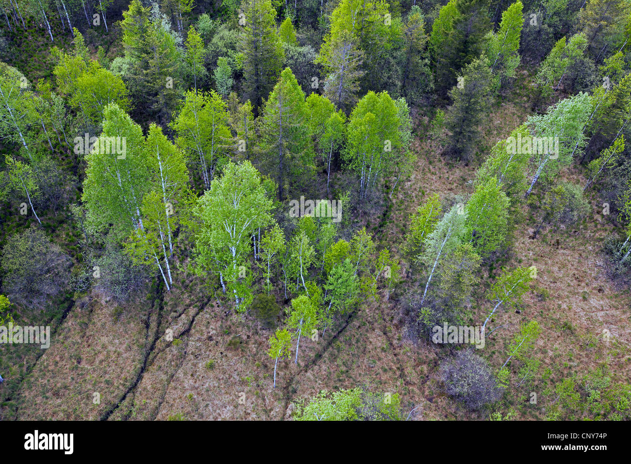 downy birch (Betula pubescens), in Murnauer Moos, Germany, Bavaria, Murnauer Moos, Eschenlohe Stock Photo