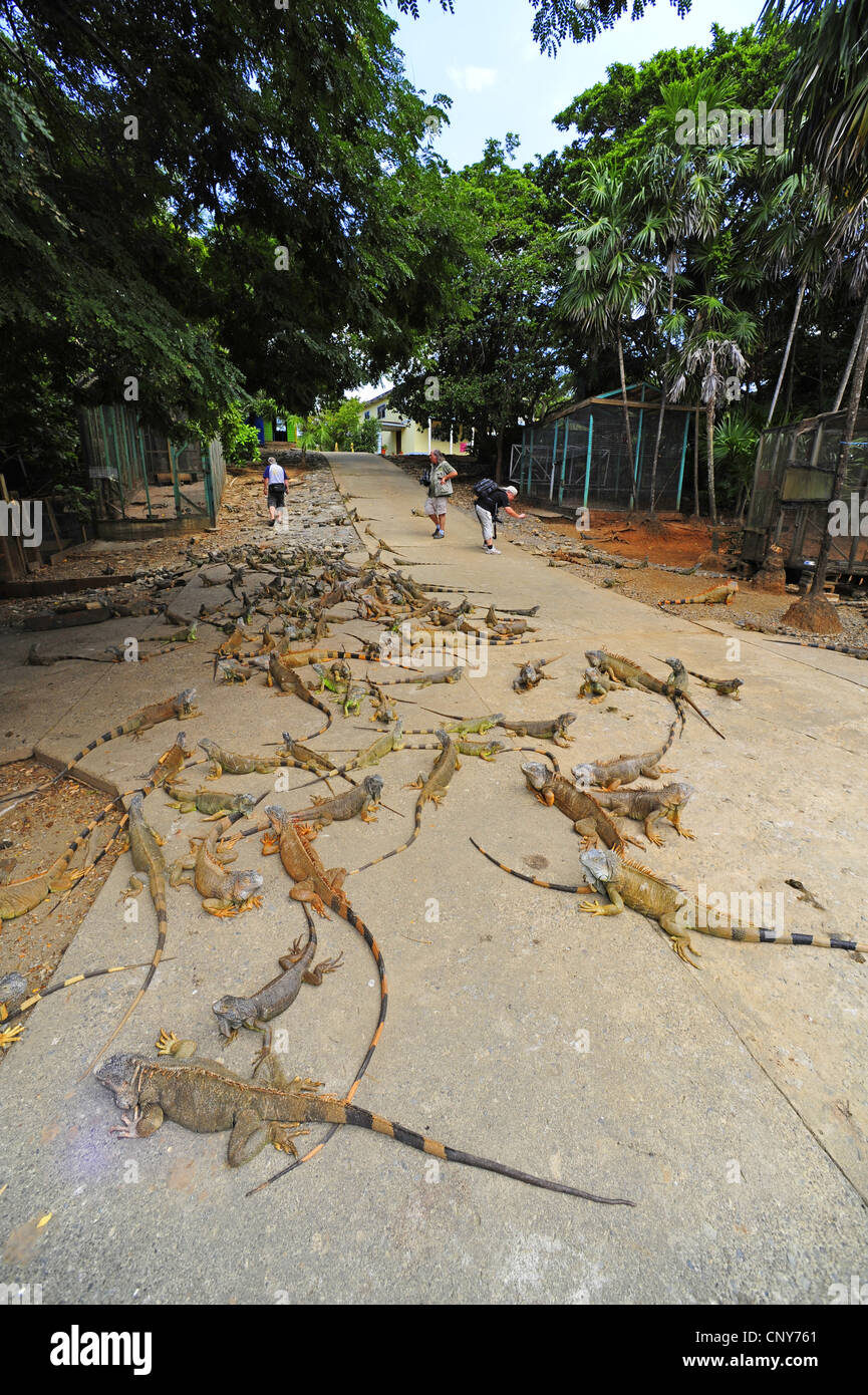 Green Iguana Common Iguana Iguana Iguana Tourists In A Breeding Photo Inspiration