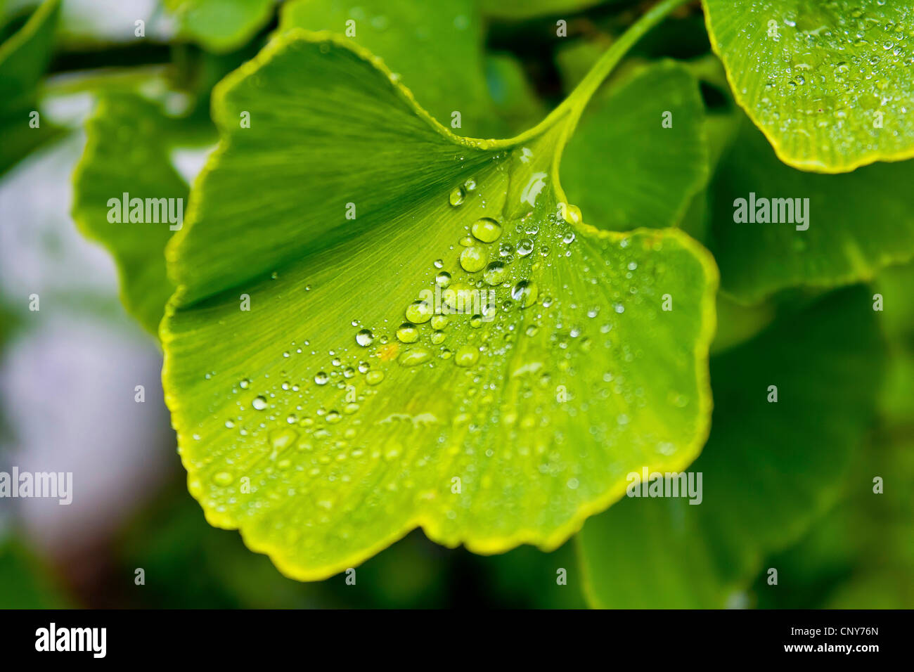 ginkgo leaf with water drops on a tree, Germany, North Rhine-Westphalia Stock Photo