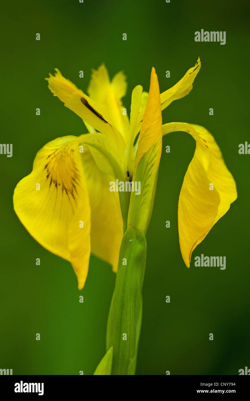 yellow iris, yellow flag (Iris pseudacorus), flower, Germany, Bavaria Stock Photo