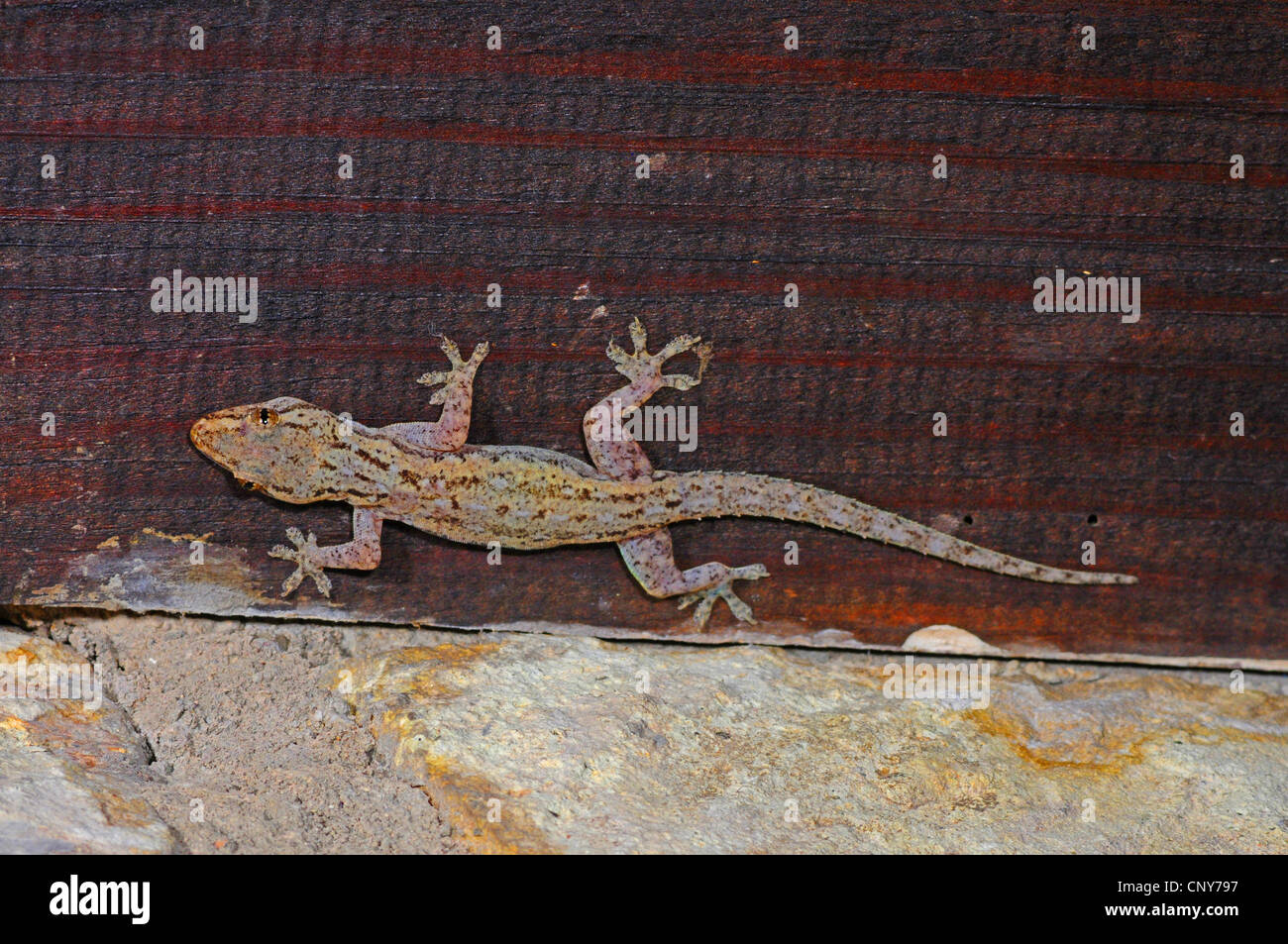 common house gecko (Hemidactylus frenatus  ), sitting at a wooden wall, Honduras, Roatan Stock Photo