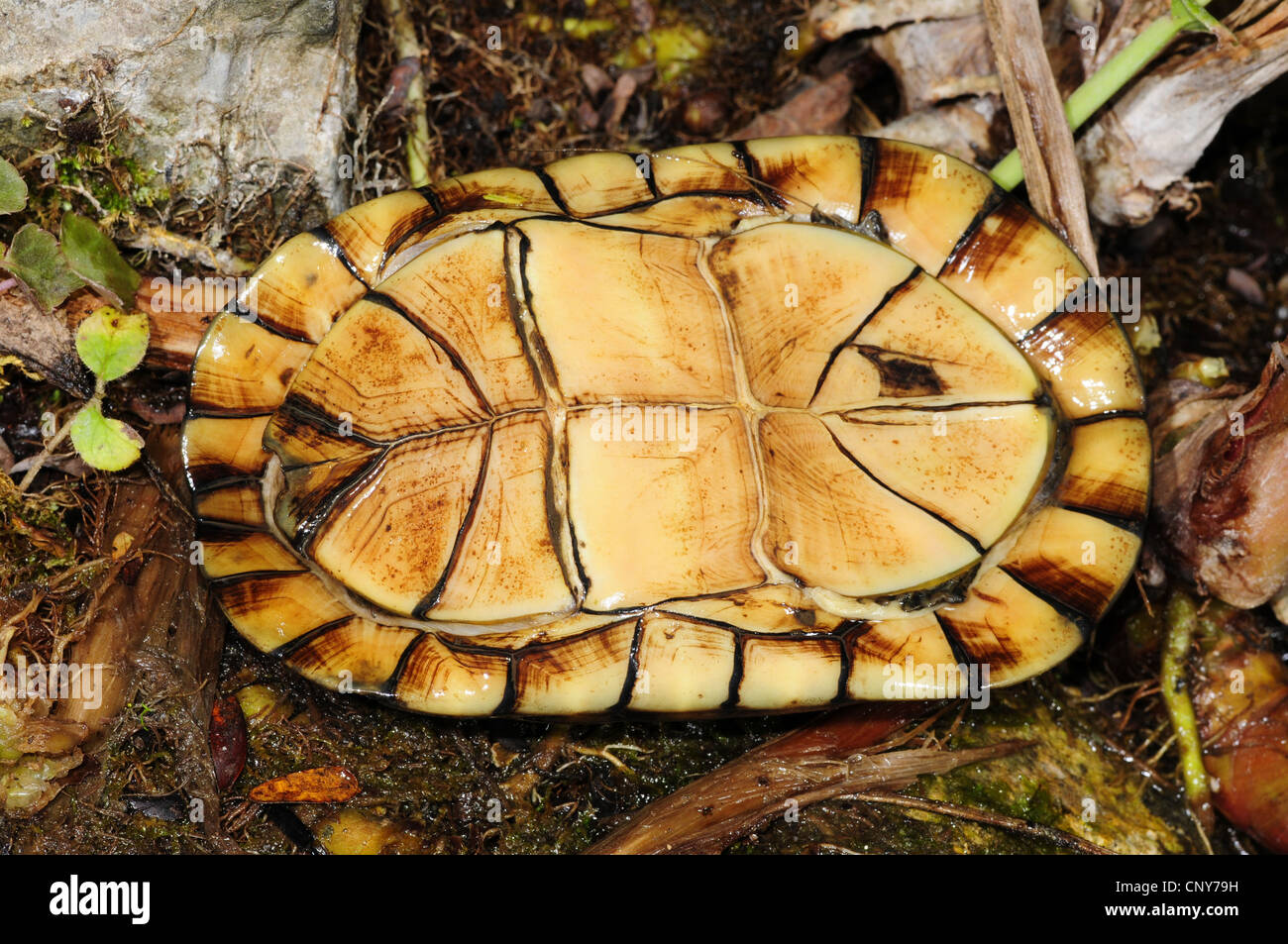 white-lipped mud turtle (Kinosternon leucostomum), underside, Honduras ...