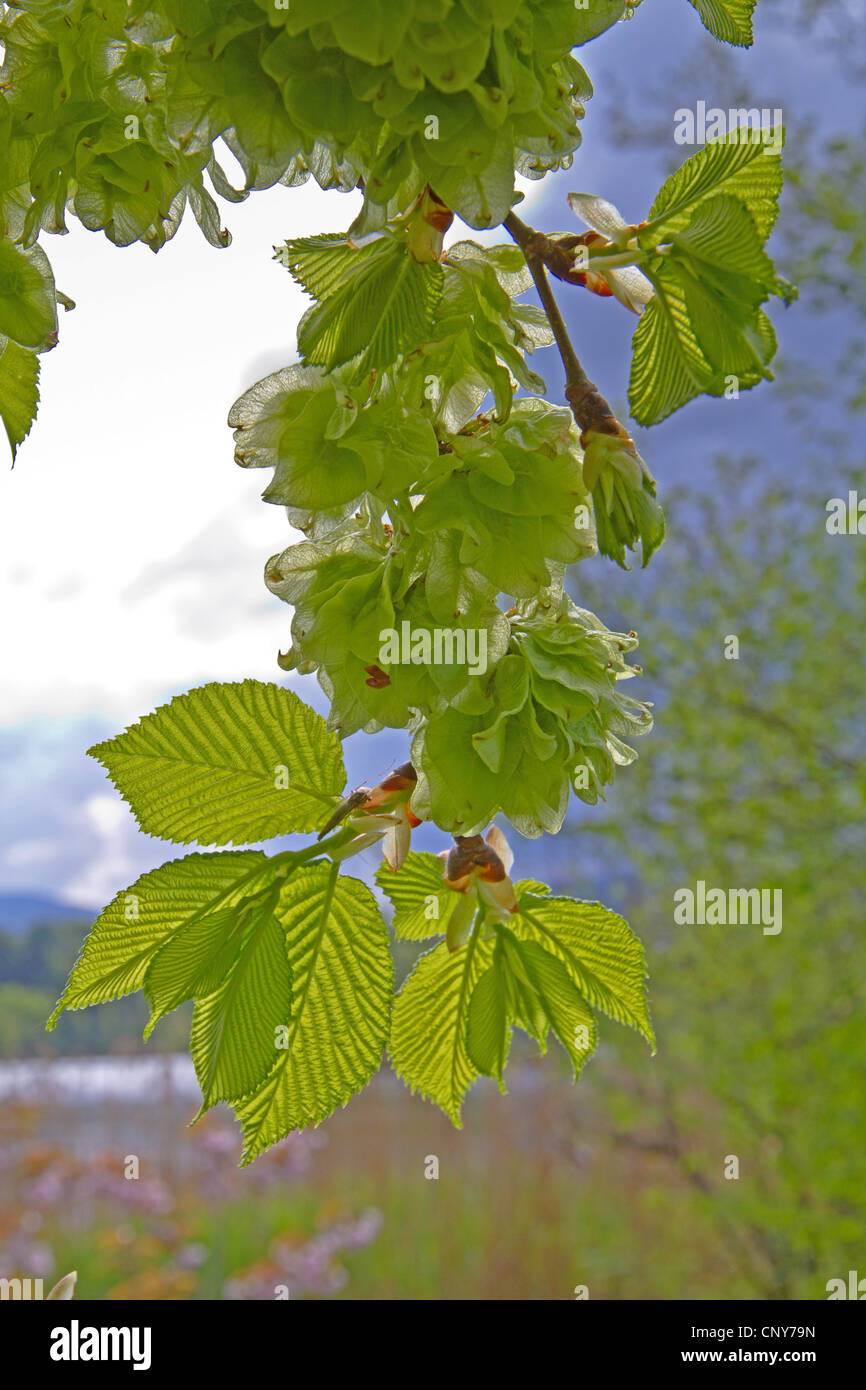 Scotch elm, Wych elm (Ulmus glabra, Ulmus scabra), branch wirth fruits in backlight, Germany, Bavaria Stock Photo