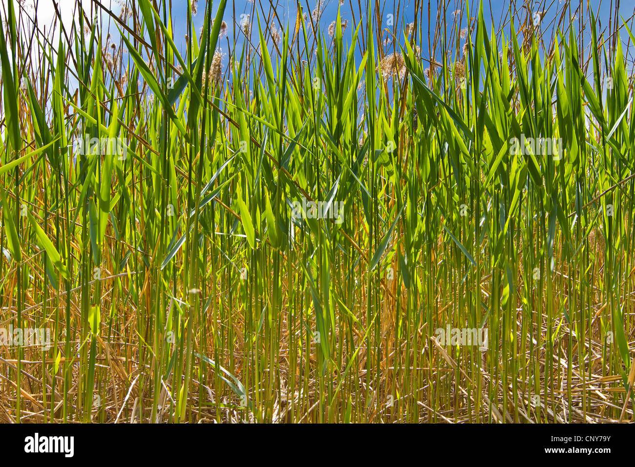 reed grass, common reed (Phragmites communis, Phragmites australis), sprouts in backlight, Germany, Bavaria, Staffelsee Stock Photo