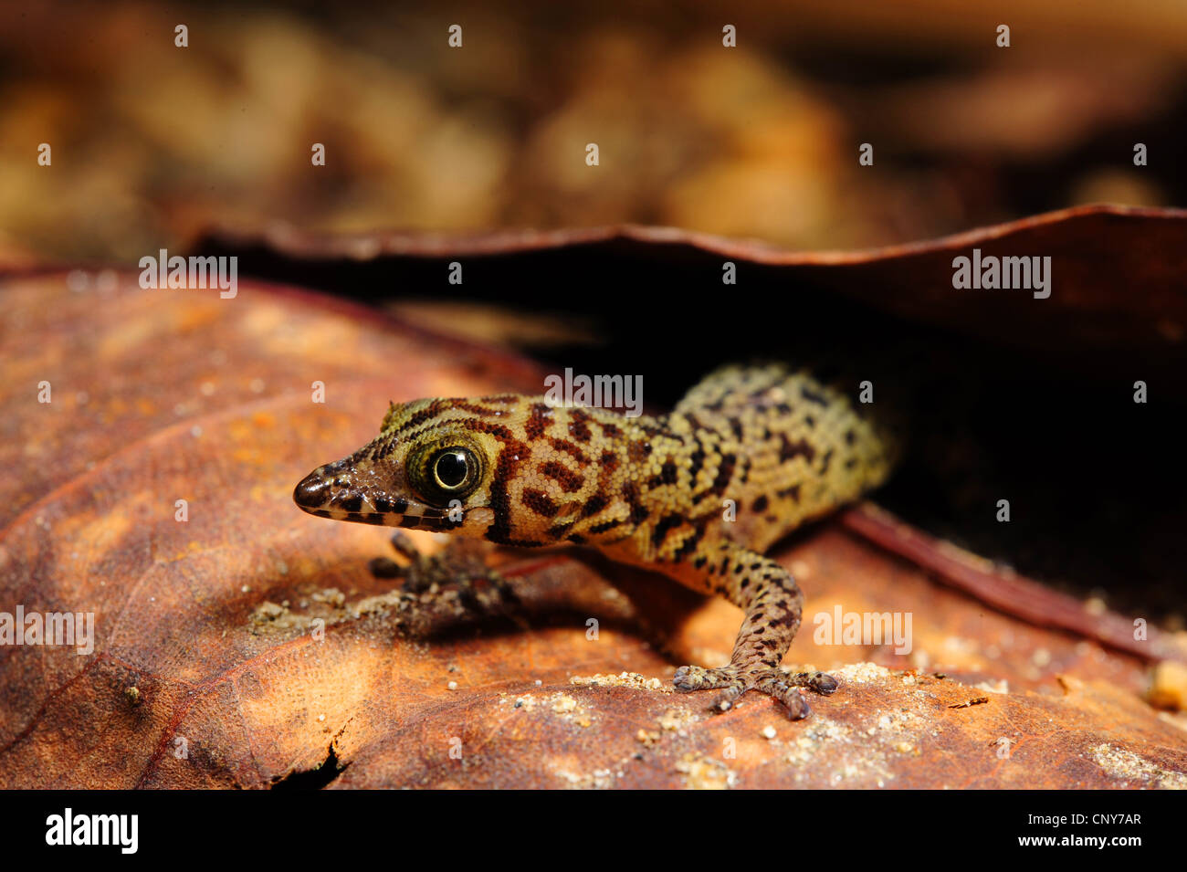 least gecko, Sphaerodactylus rausorae (Sphaerodactylus rausorae), sitting among dry leaves, Honduras, Roatan, Bay Islands Stock Photo