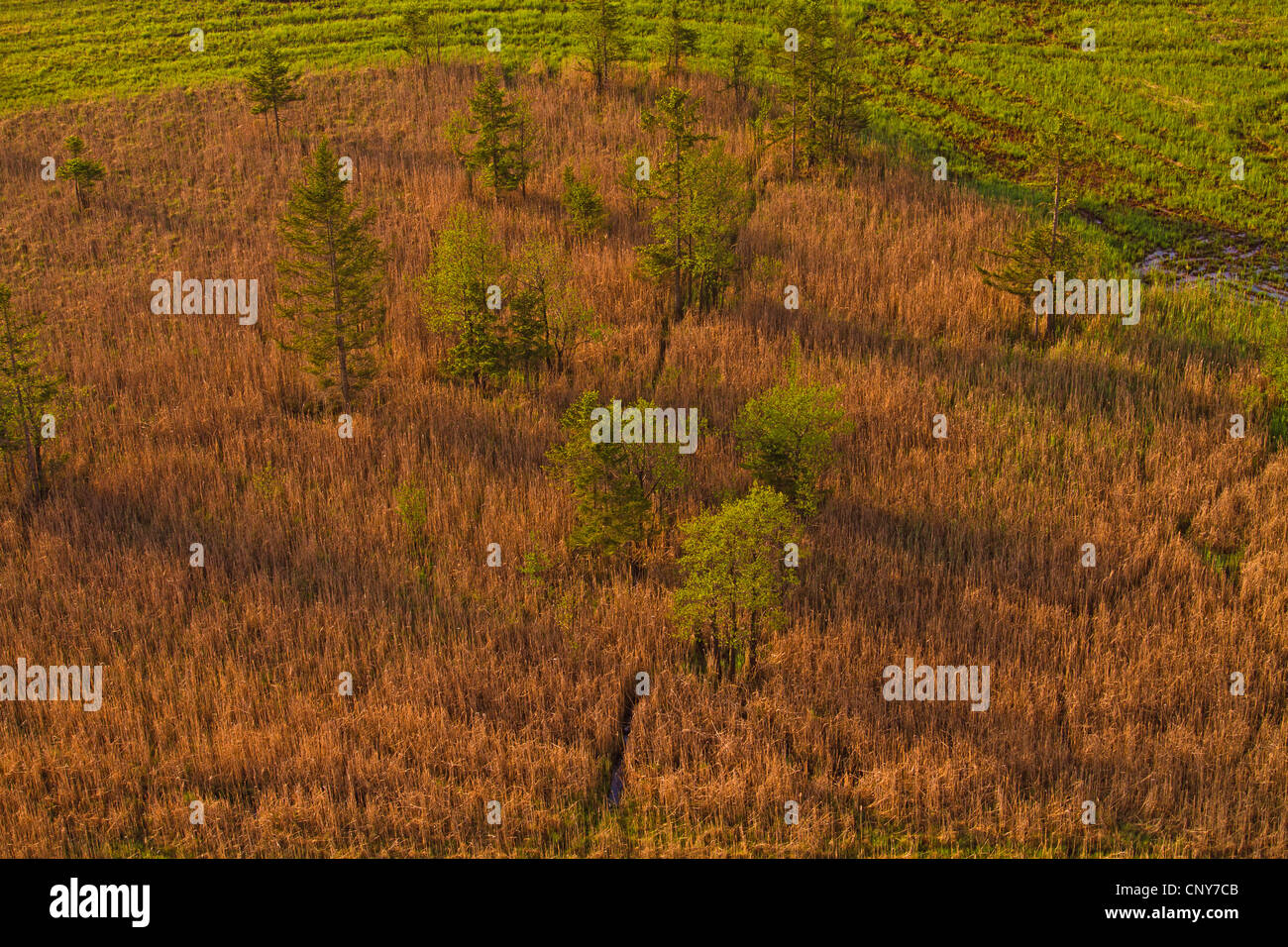 Murnauer Moos, Germany, Bavaria Stock Photo