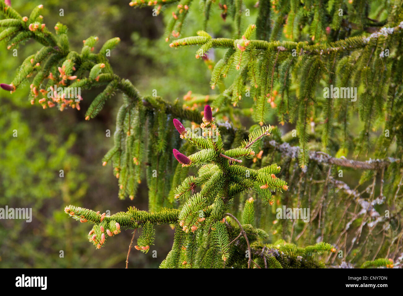 spruce (Picea spec.), blooming red cones on a branch, Germany, Bavaria Stock Photo