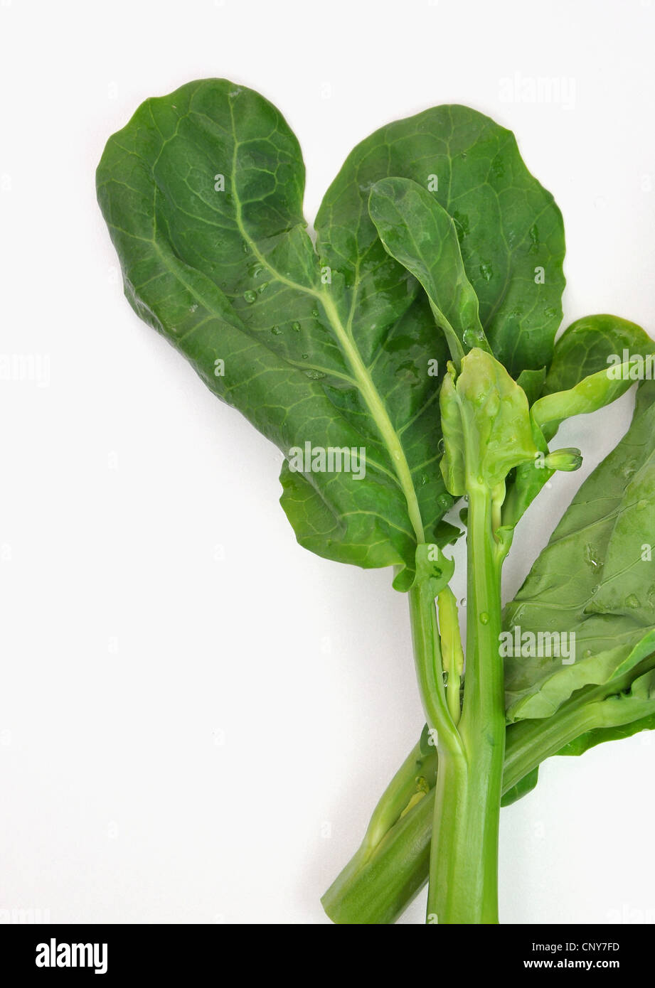 Nature chinese vegetable Stock Photo - Alamy