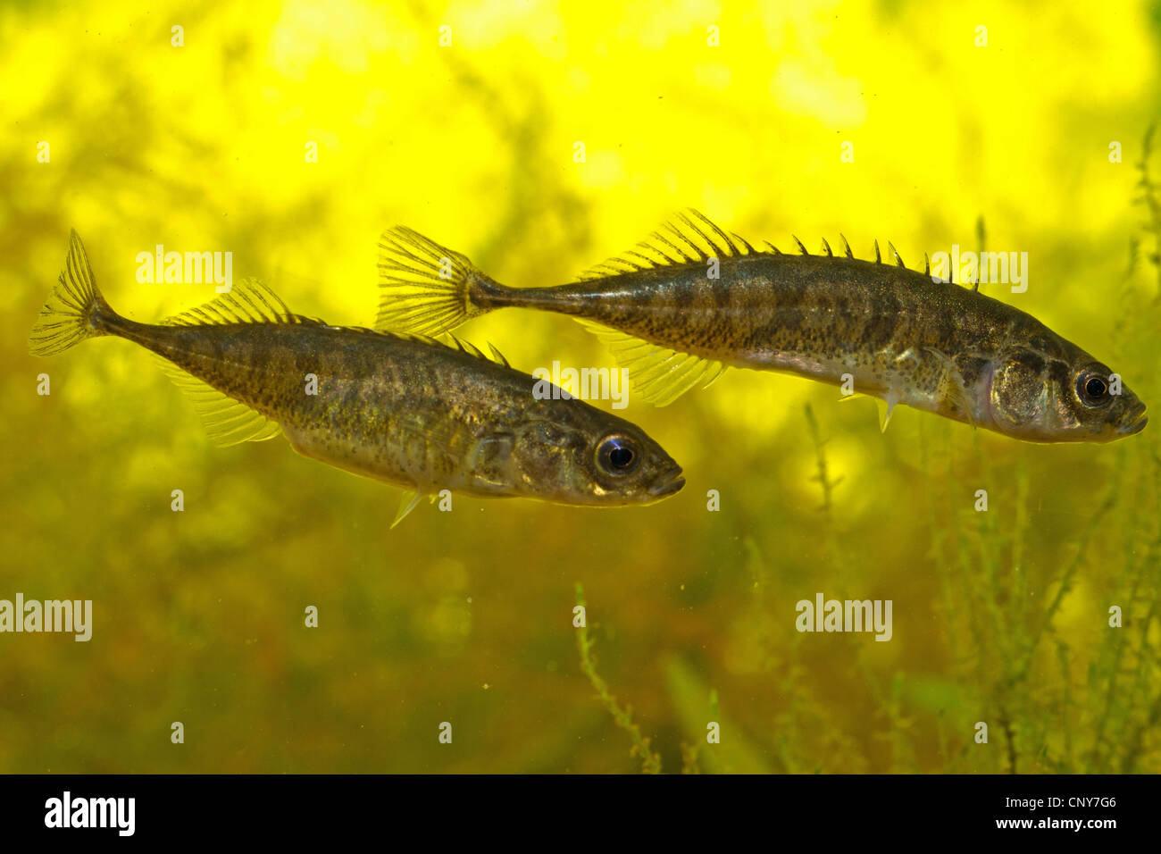 nine-spined stickleback (Pungitius pungitius), male (above) and female swimming side by side Stock Photo
