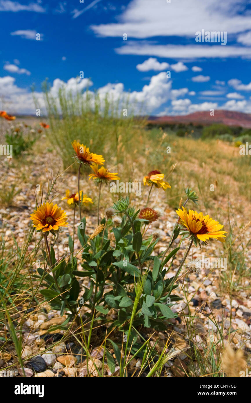 Galliardia gaillardia spec hires stock photography and images Alamy