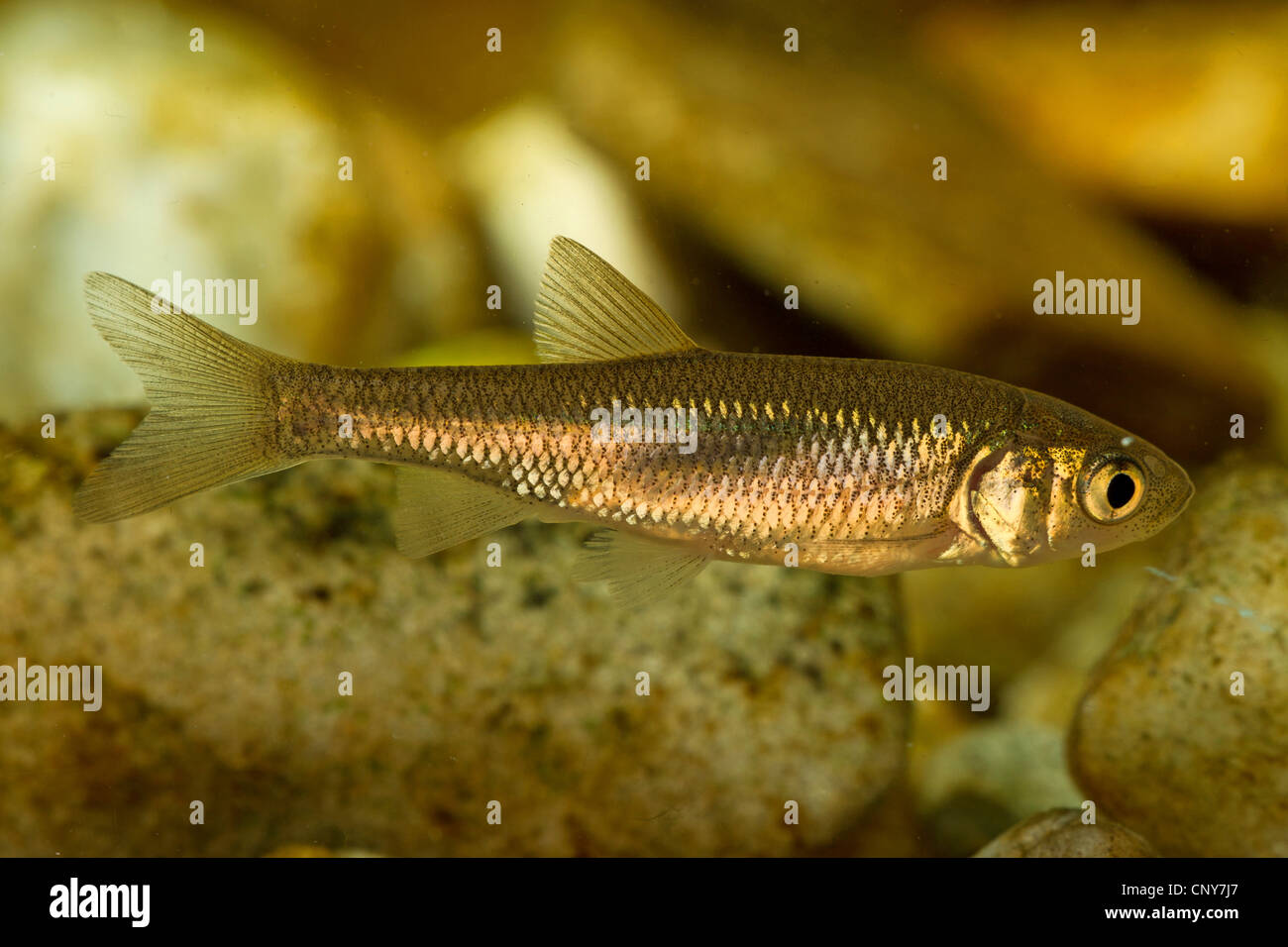 chub (Leuciscus cephalus, squalius cephalus), juvenile of 25 mm Stock Photo