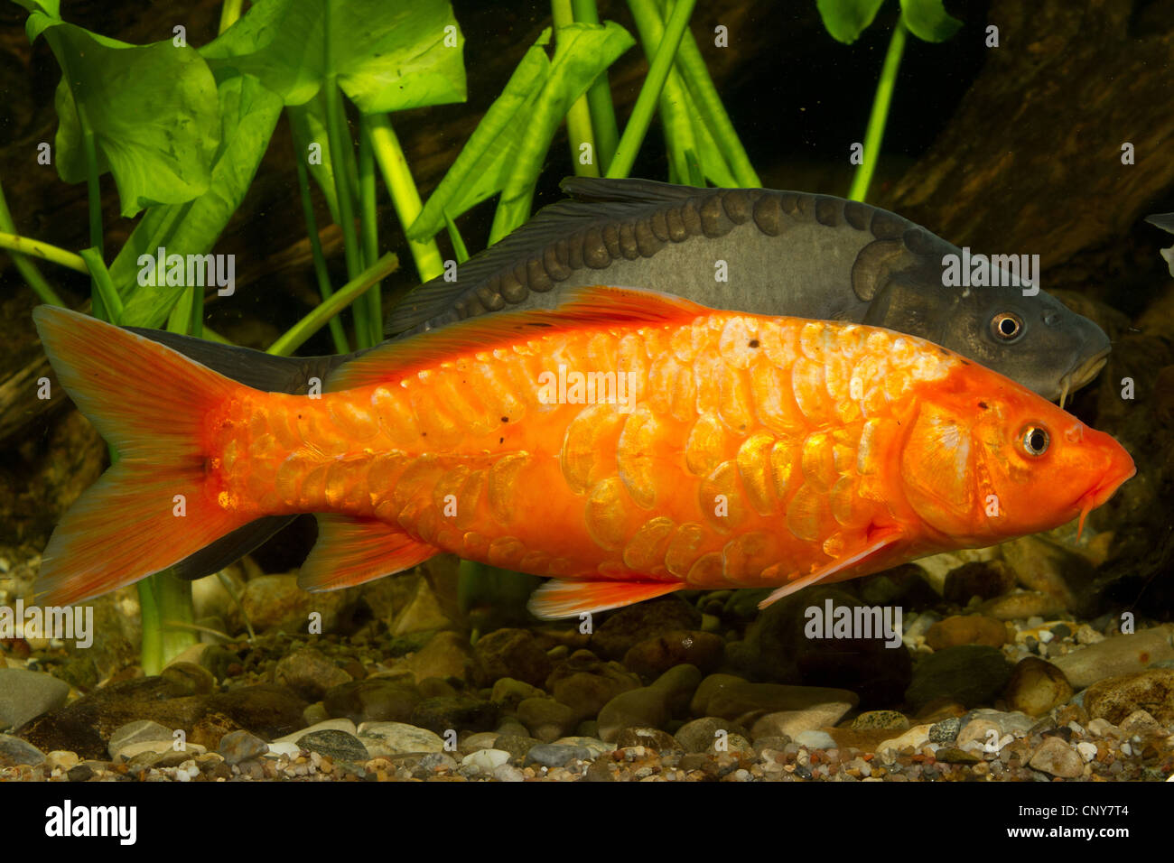 koi carp (Cyprinus carpio), orange koi and mirror carp Stock Photo