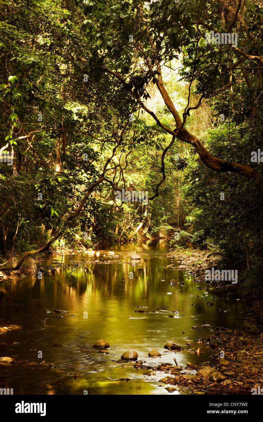 brook through luxuriant forest, Australia, Queensland, Daintree National Park Stock Photo