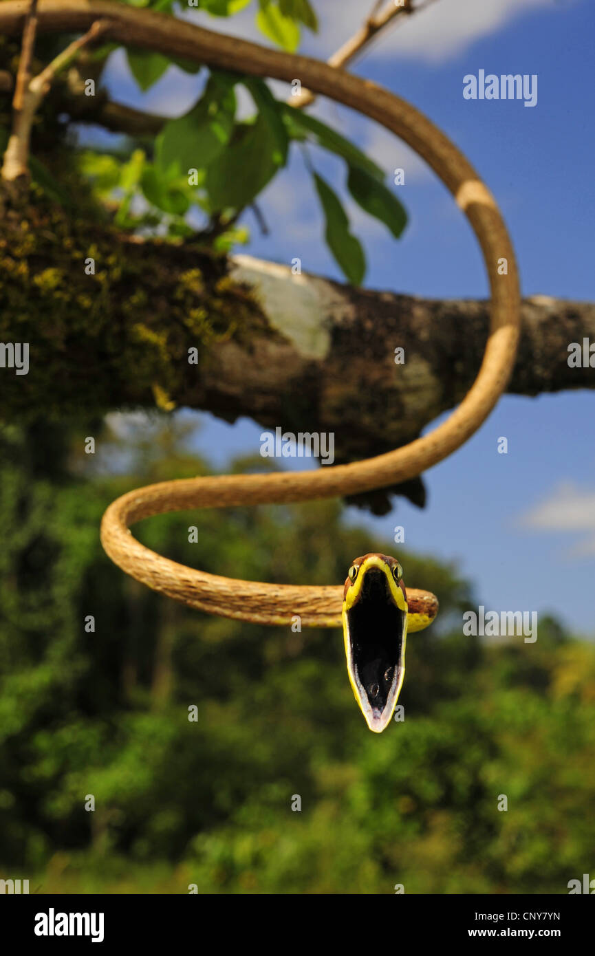 Mexican vine snake (Oxybelis aeneus), defence posture, Honduras, La Mosquitia, Las Marias Stock Photo