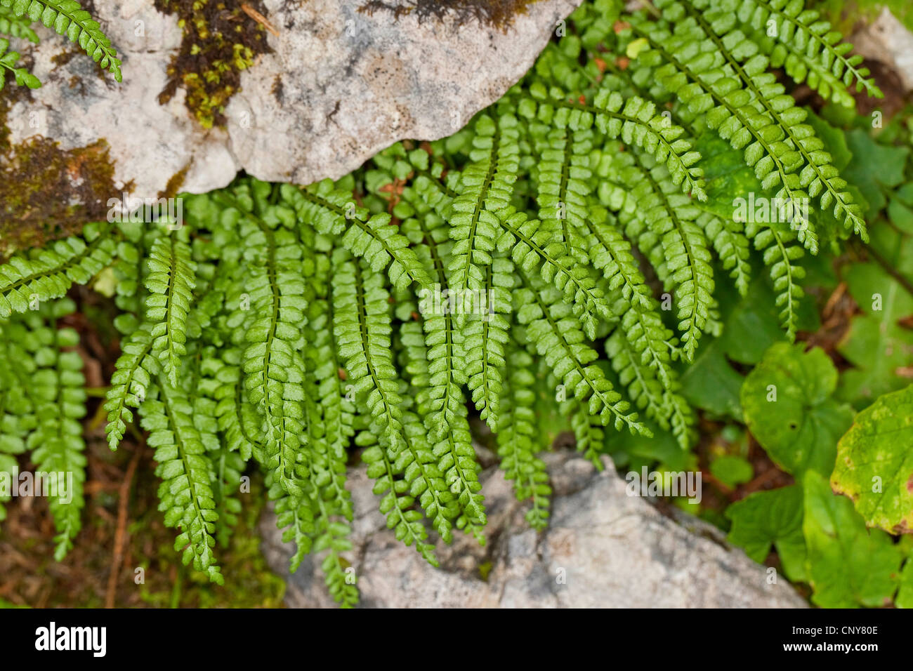 green spleenwort (Asplenium viride), in a rock crevice, Germany Stock Photo