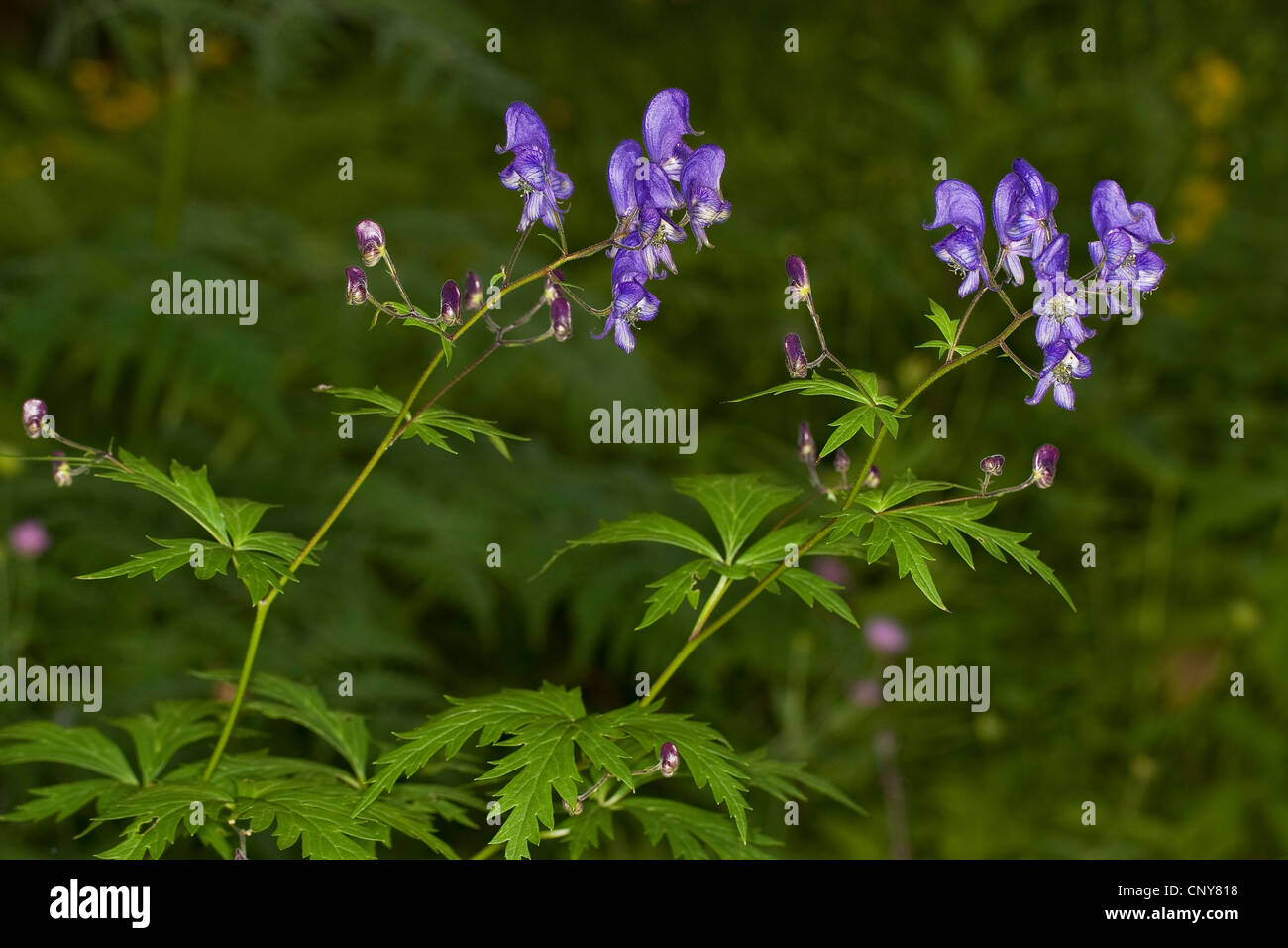 Branched Monk's-Hood (Aconitum degenii), inflorescence, Germany Stock Photo