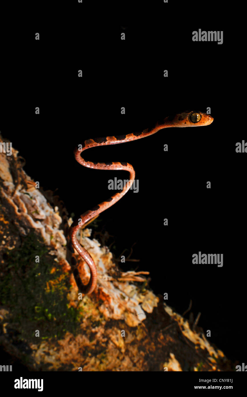Blunt-headed tree snake (Imantodes cenchoa), at a tree trunk, Honduras, La Mosquitia, Las Marias Stock Photo