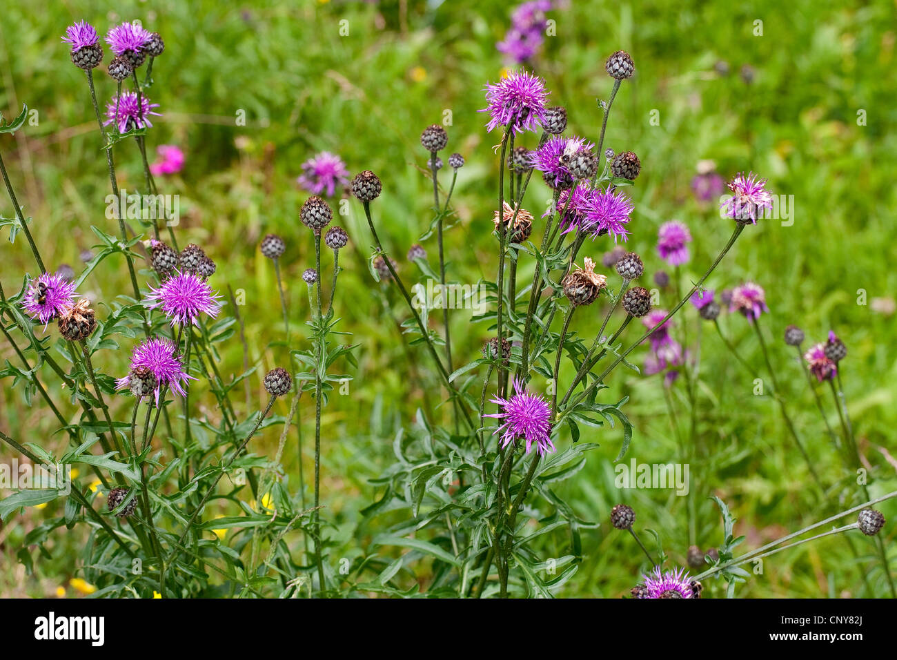 Centaurea scabiosa online