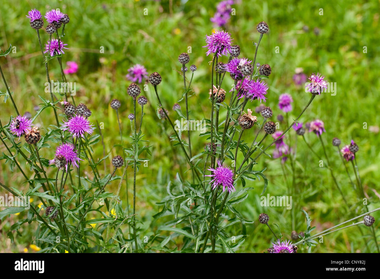 Greater knapweed (Centaurea scabiosa ssp. fritschii, Centaurea grinensis ssp. fritschii, Centaurea fritschii), blooming Stock Photo