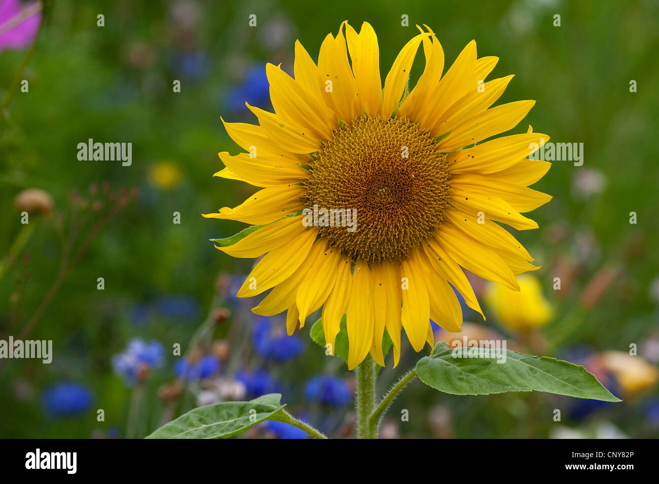 common sunflower (Helianthus annuus), inflorescence Stock Photo