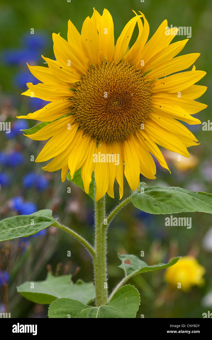 common sunflower (Helianthus annuus), inflorescence Stock Photo