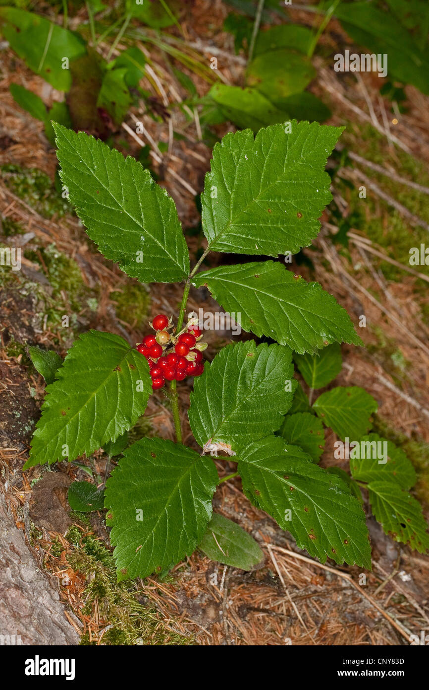Stone bramble, Roebuck-berry (Rubus saxatilis), fruiting, Germany Stock Photo