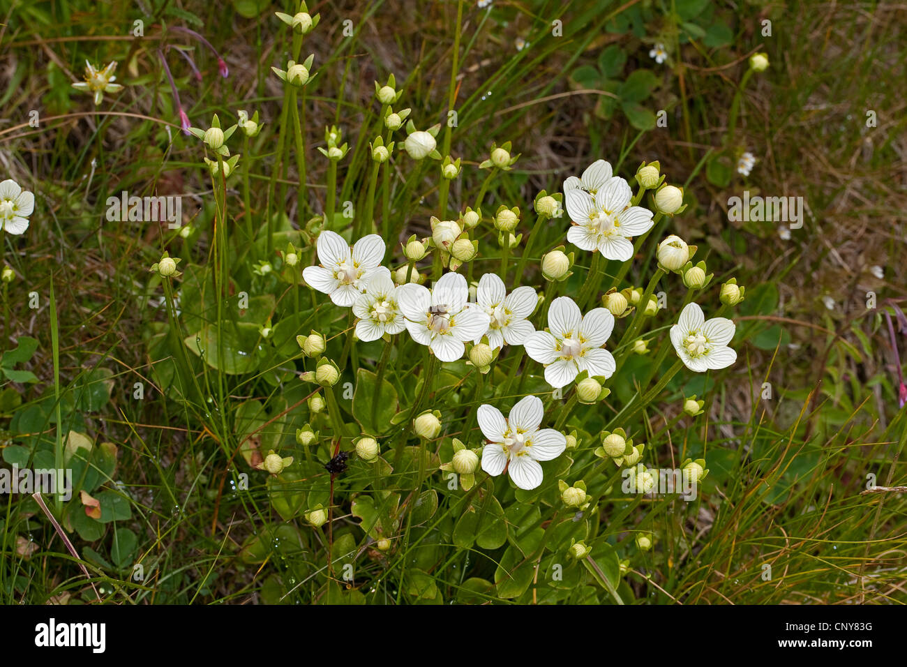 marsh grass-of-parnassus (Parnassia palustris), blooming, Germany Stock ...