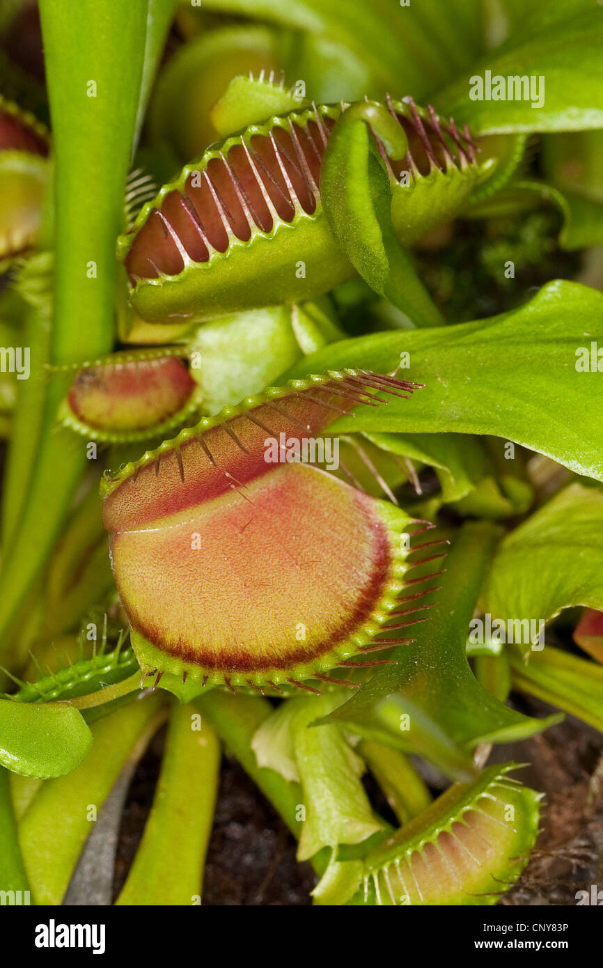 Venus Flytrap, Venus's Flytrap, Venus' Flytrap, Venus Fly Trap, Venus's Fly Trap, Venus' Fly