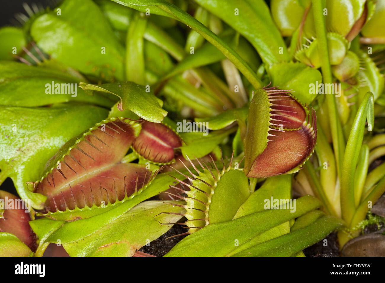 Venus Flytrap, Venus's Flytrap, Venus' Flytrap, Venus Fly Trap, Venus's Fly Trap, Venus' Fly