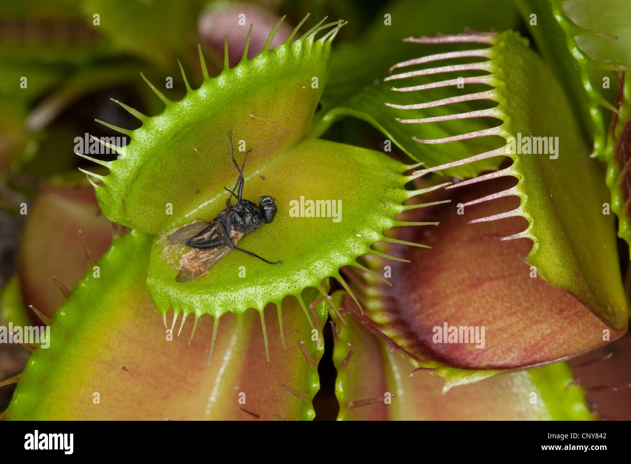 Venus Flytrap, Venus's Flytrap, Venus' Flytrap, Venus Fly Trap, Venus's Fly Trap, Venus' Fly Trap, Fly-Trap (Dionaea muscipula), open leaf trap with remains of a digested fly Stock Photo