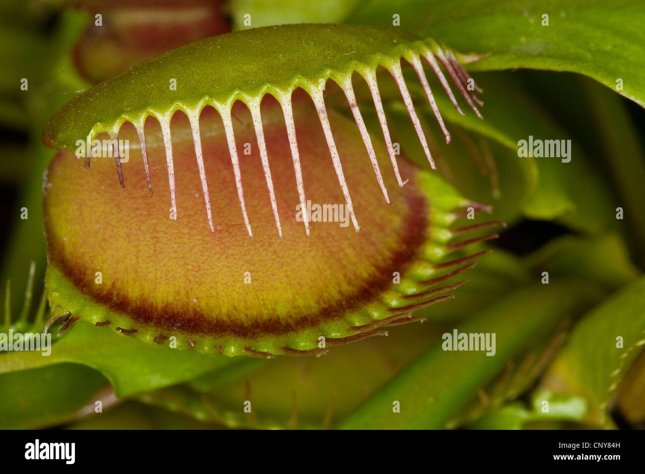 Venus Flytrap, Venus's Flytrap, Venus' Flytrap, Venus Fly Trap, Venus's Fly Trap, Venus' Fly