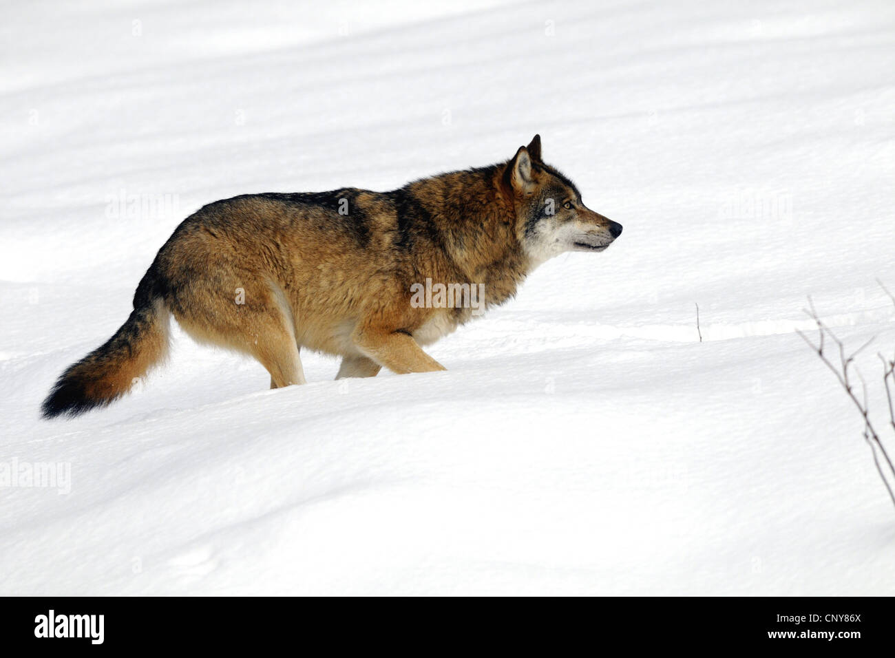 European gray wolf (Canis lupus lupus), walking through deep snow, Germany, Bavaria, Bavarian Forest National Park Stock Photo