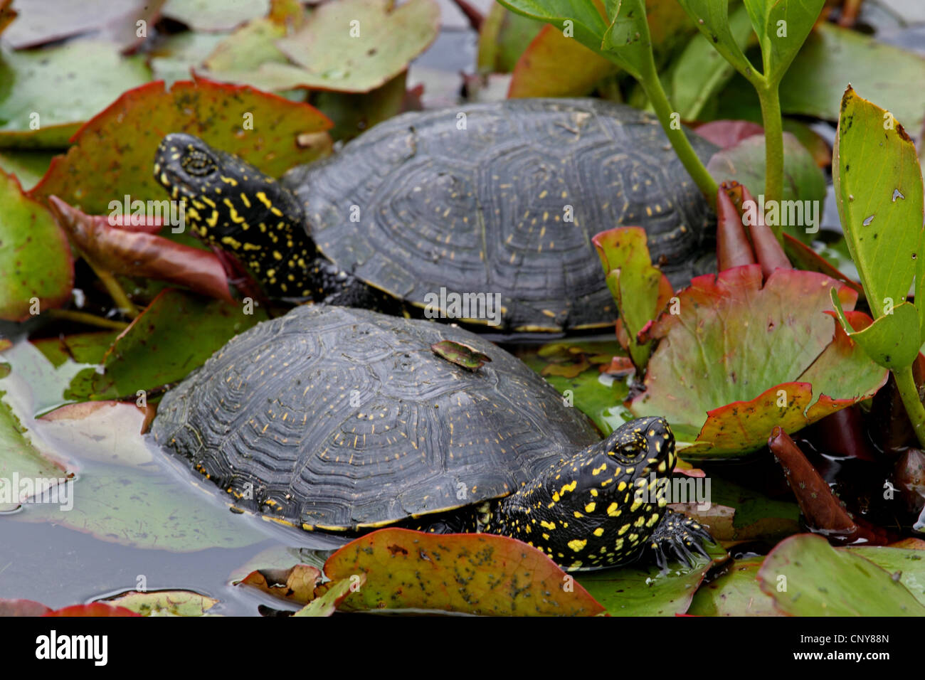 European pond terrapin, European pond turtle, European pond tortoise ...