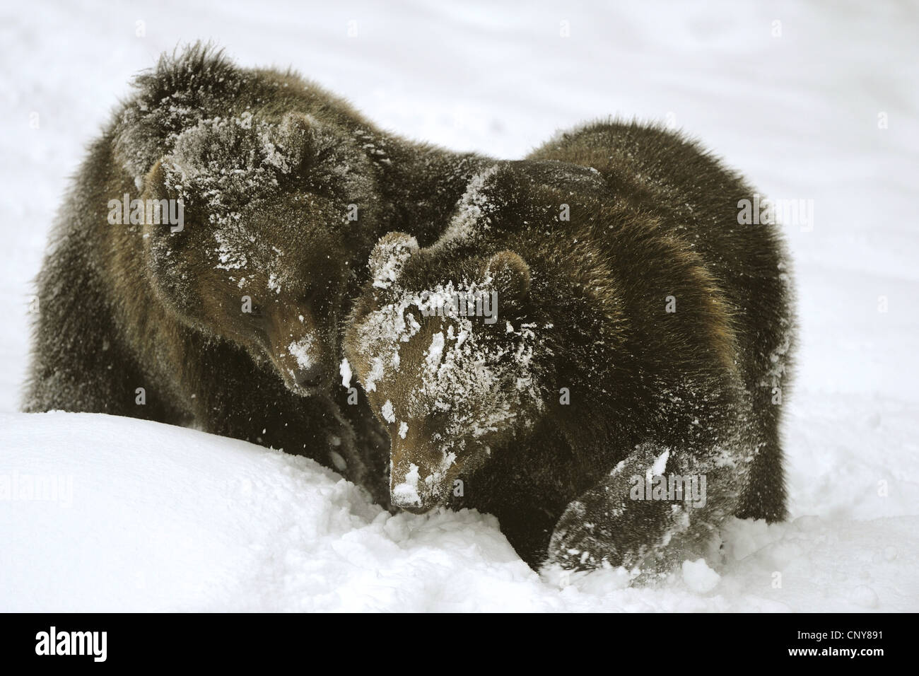 European brown bear (Ursus arctos arctos), two brown bears romping in the snow, Germany, Bavaria, Bavarian Forest National Park Stock Photo