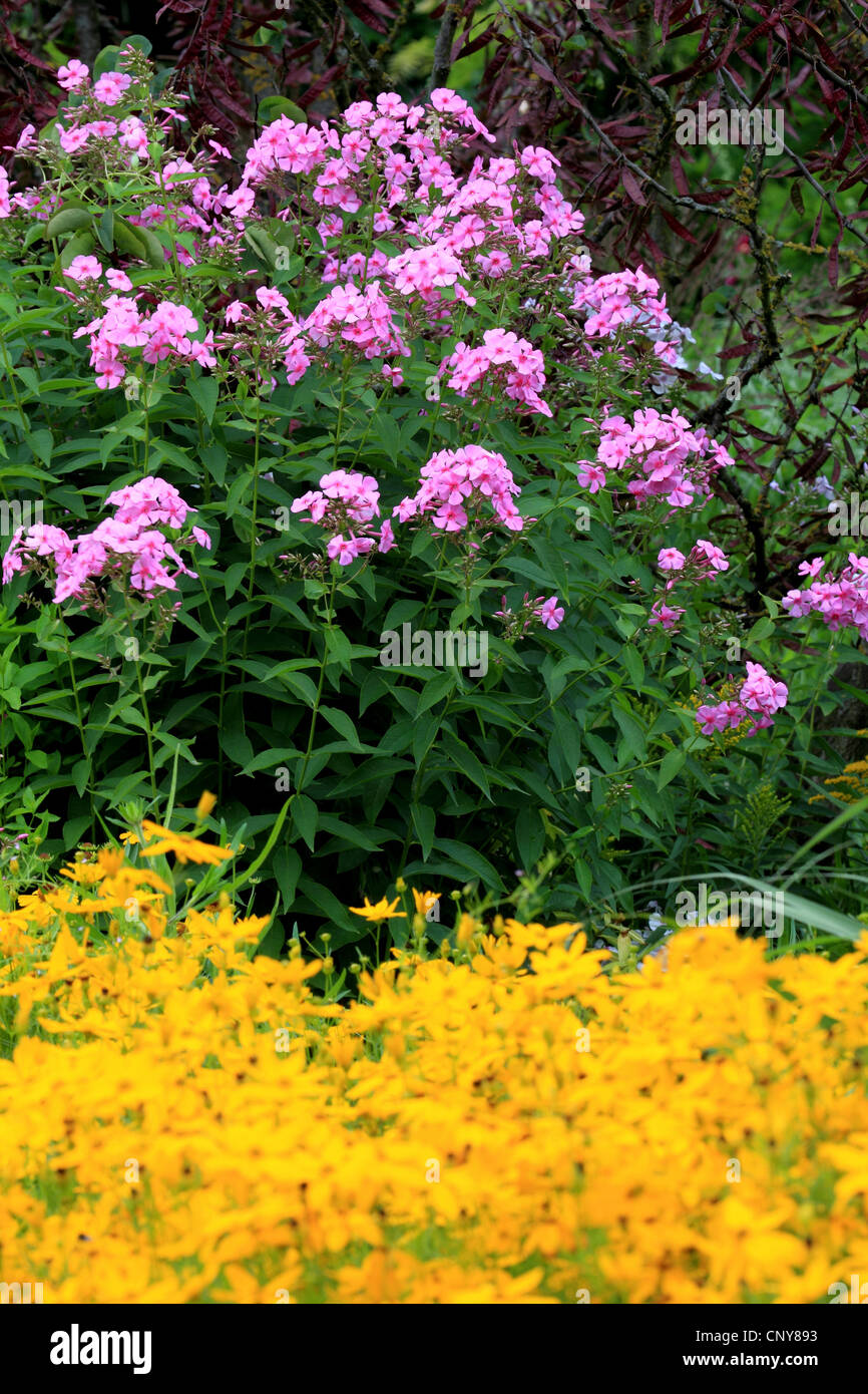 fall phlox, garden phlox (Phlox paniculata), blooming in a garden with Coreopsis Stock Photo