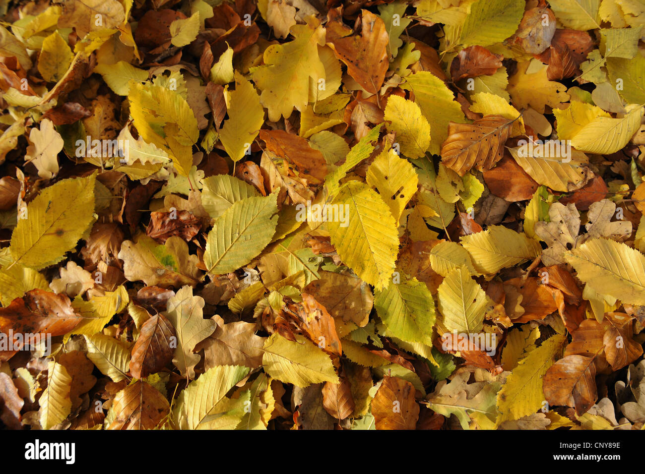 common hornbeam, European hornbeam (Carpinus betulus), autumn leaves on the forest ground, Germany, Bavaria, Upper Palatinate Stock Photo