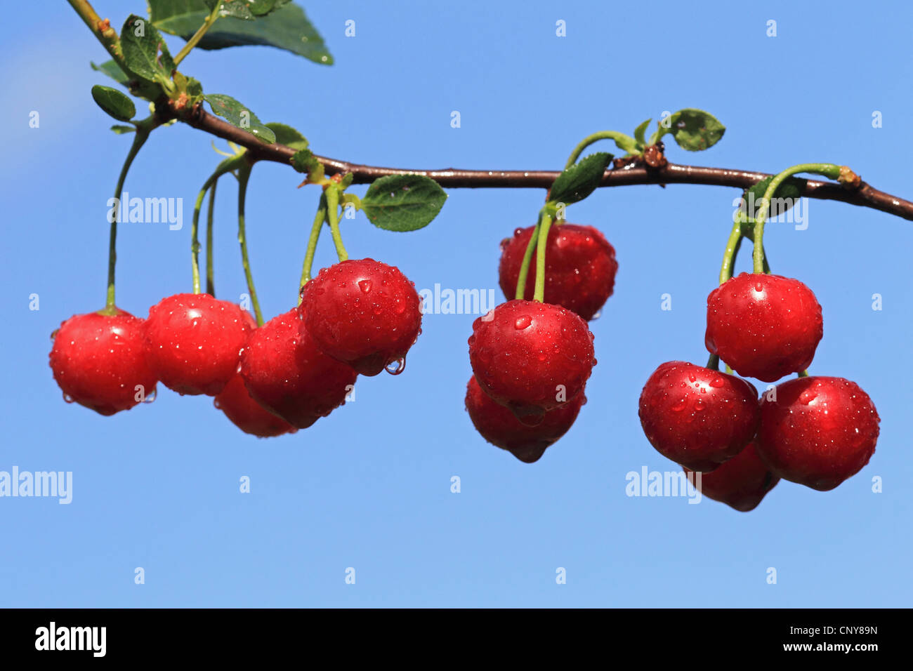 wild cherry, sweet cherry, gean, mazzard (Prunus avium), red cherries at a branch Stock Photo