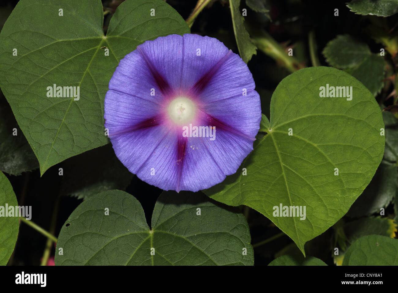 morning glory (Ipomoea tricolor, Ipomoea violacea), flower Stock Photo
