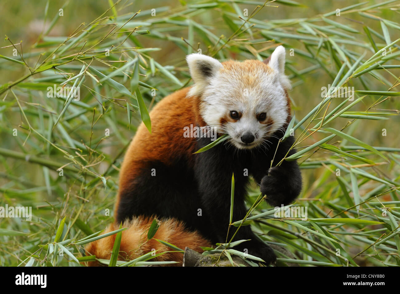 lesser panda, red panda (Ailurus fulgens), feeding on bamboo Stock