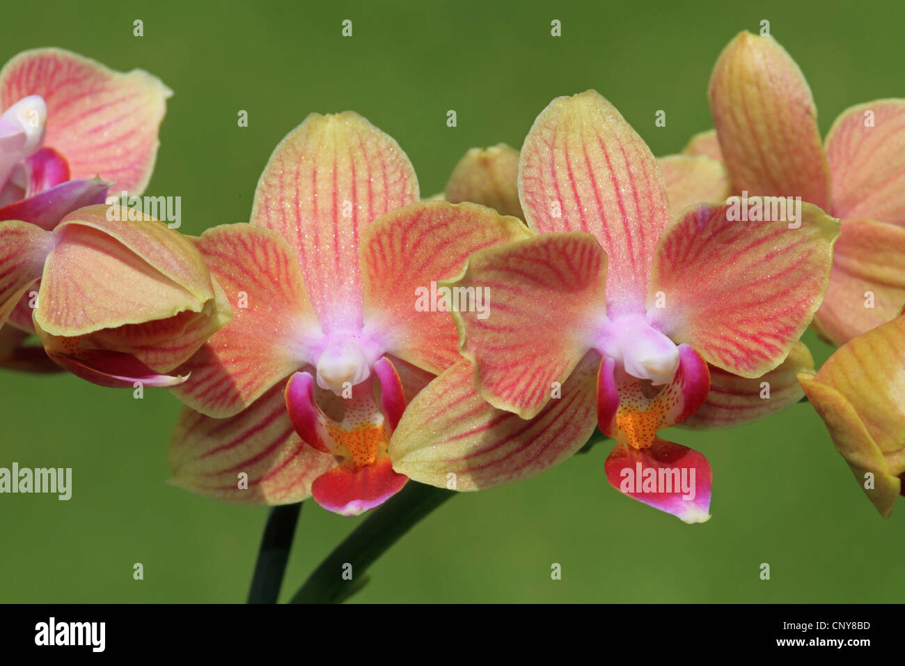moth orchid (Phalaenopsis 'Table Dance', Phalaenopsis Table Dance), cultivar Table Dance Stock Photo